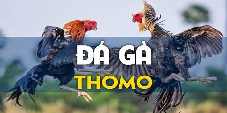 Đá gà Thomo hàng đầu