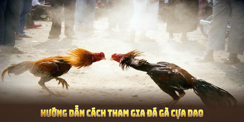 Hướng dẫn cách tham gia đá gà cựa dao