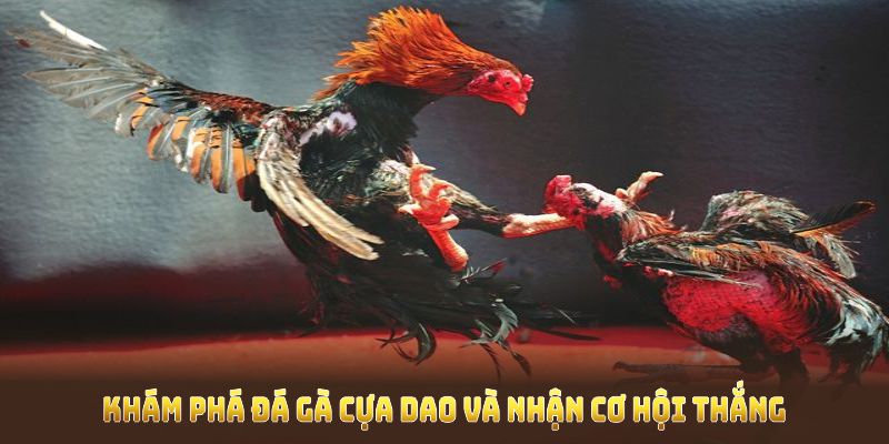 Khám phá Đá Gà Cựa Dao và nhận cơ hội thắng lớn tại Wi88