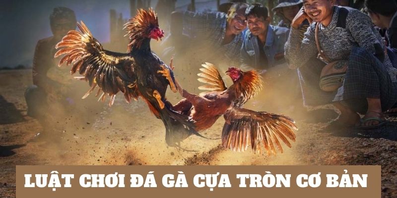 Luật chơi đá gà cựa tròn cơ bản nhất dành cho bạn