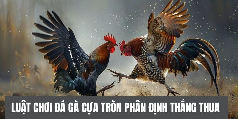 Phân định thắng thua trong trận đá gà cựa tròn