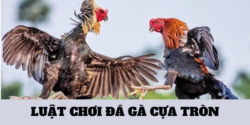 Luật Chơi Đá Gà Cựa Tròn